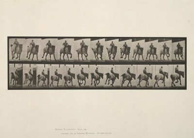 Edward Muybridge, English, 1880-1904. Plate 629 from Animal Location, 1887.