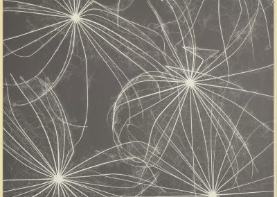 Andreas Feininger, French/American, 1906-1999. Hawkweed Seeds, 1937.